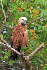 Black-collared Hawk